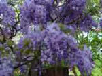 Blue wisteria flowers